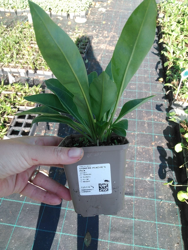 Stokesia Peachie's Pick - 19. 8. 2025