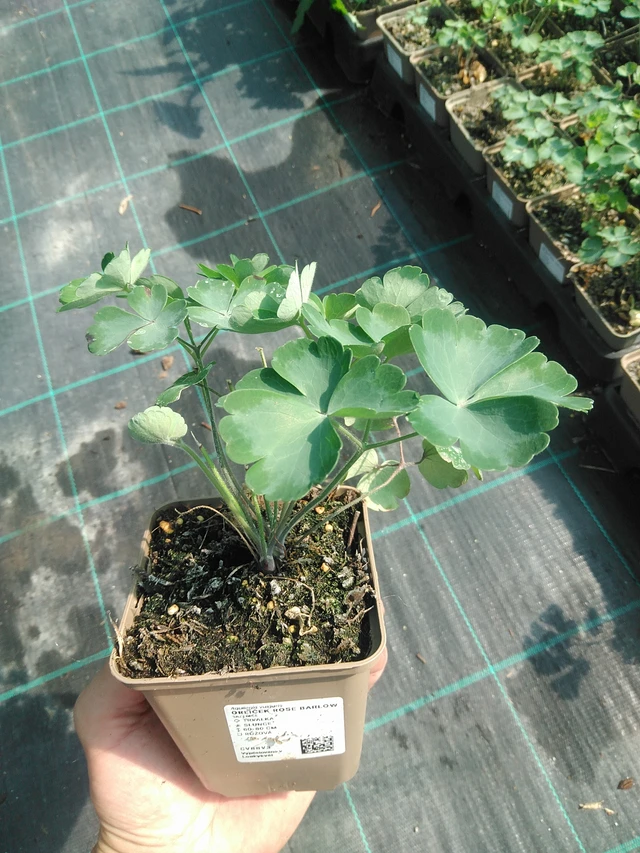 Lehtoakileija Rose Barlow - 30. 6. 2025