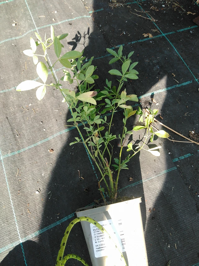 Revonpapu - 19. 8. 2025