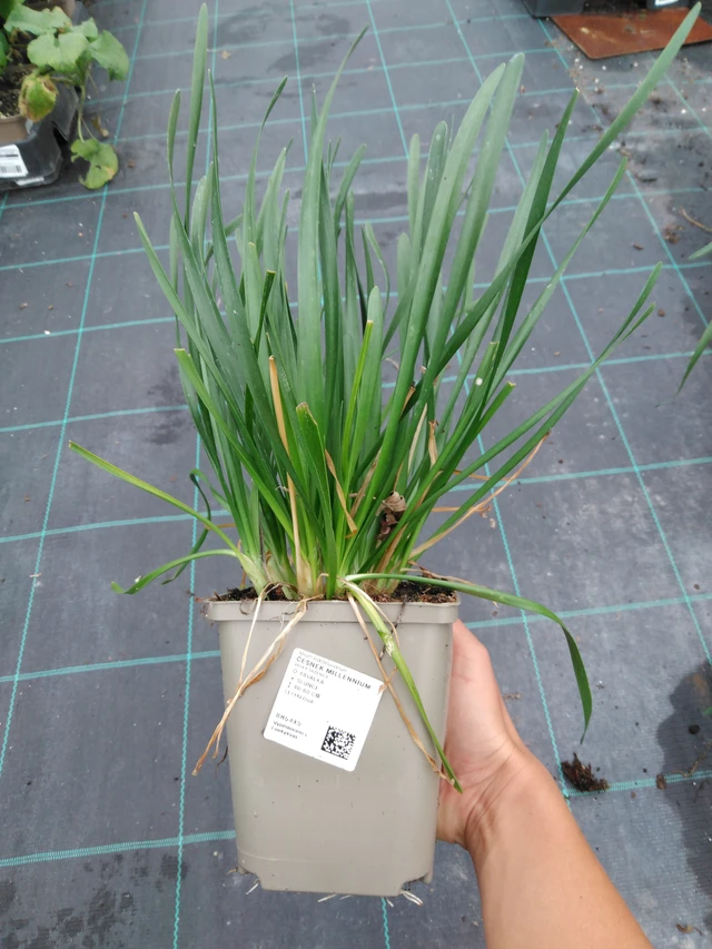 Allium Millennium - 10. 9. 2025