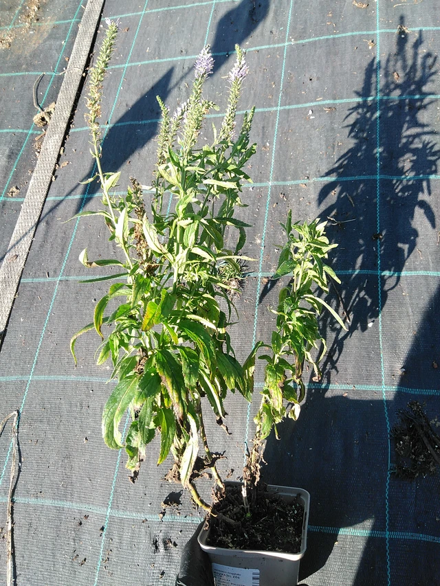 Tädyke Zöe - 19. 8. 2025