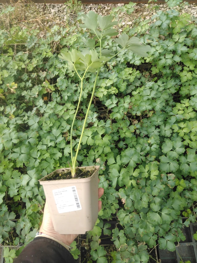 Lehtoakileija Nora Barlow - 2024