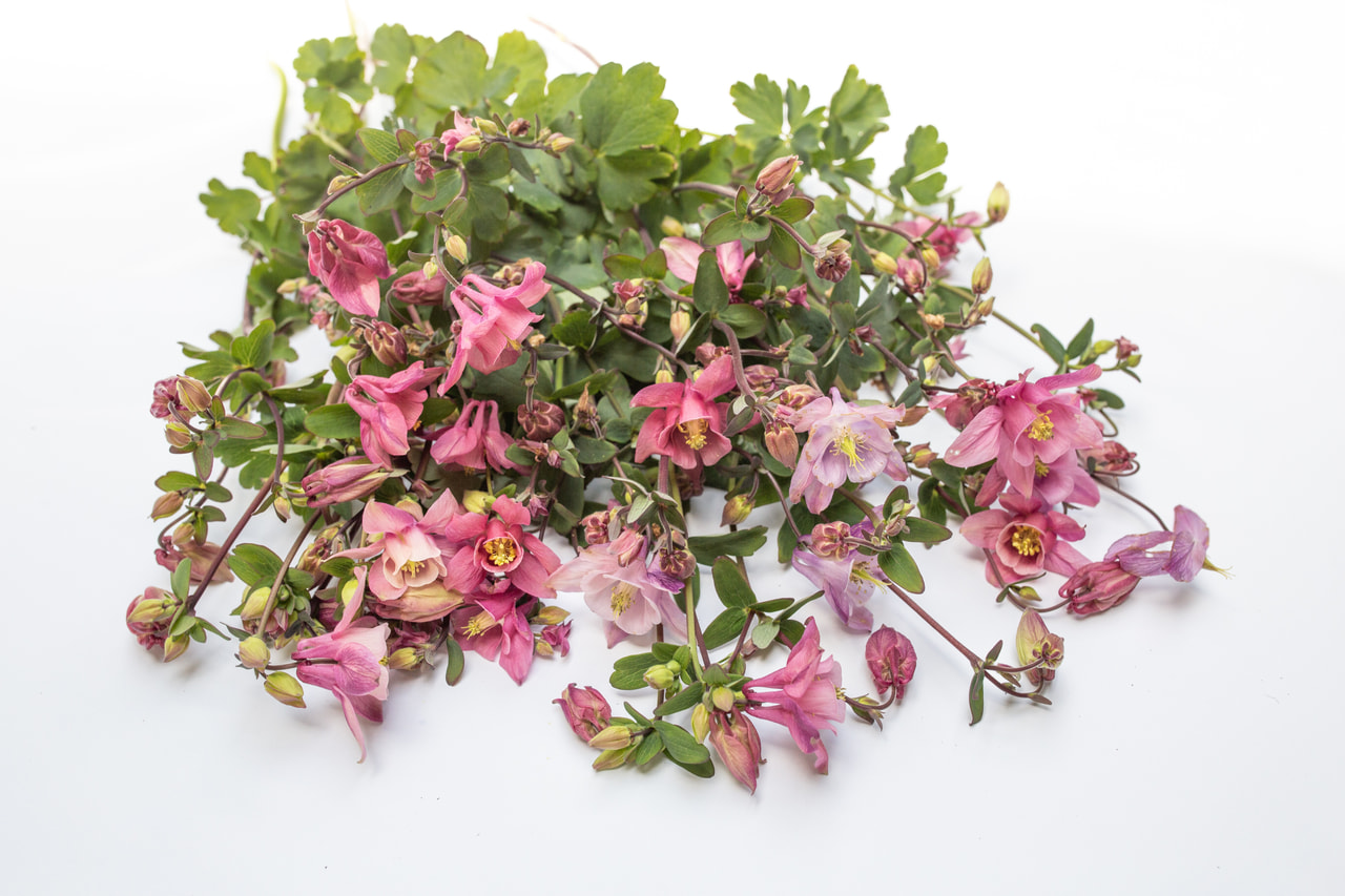 Aguileña Heidi, Loukykvět