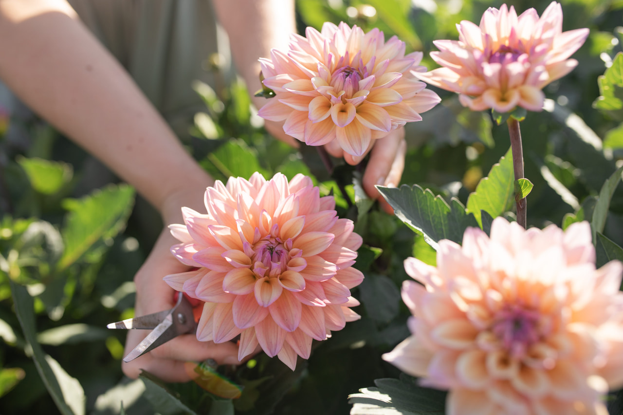 Daalia Mondriaan, Loukykvět