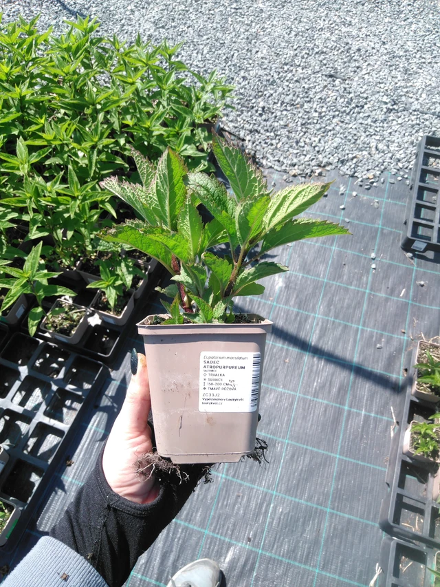 Punalatva Atropurpureum - 13. 5. 2025