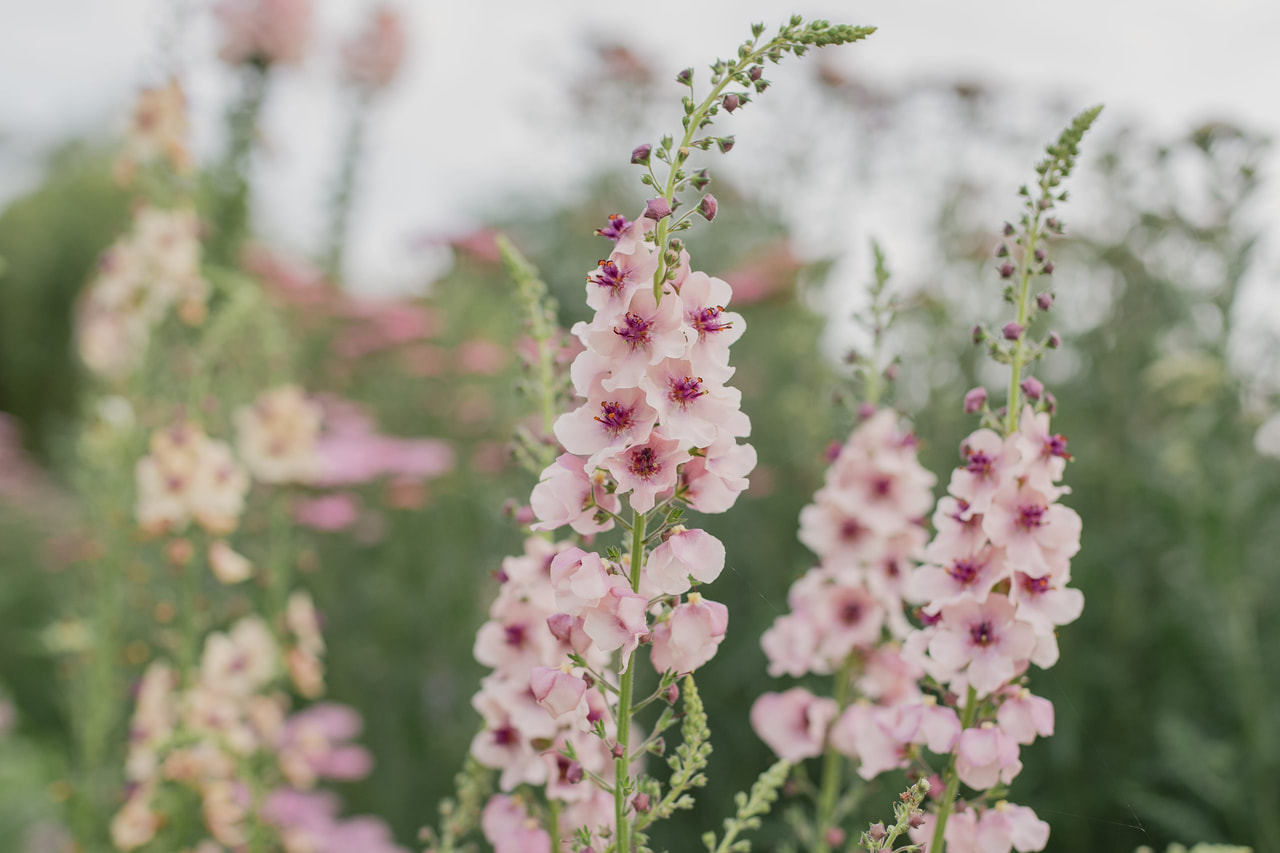 Verbascum Southern Charm, Loukykvět