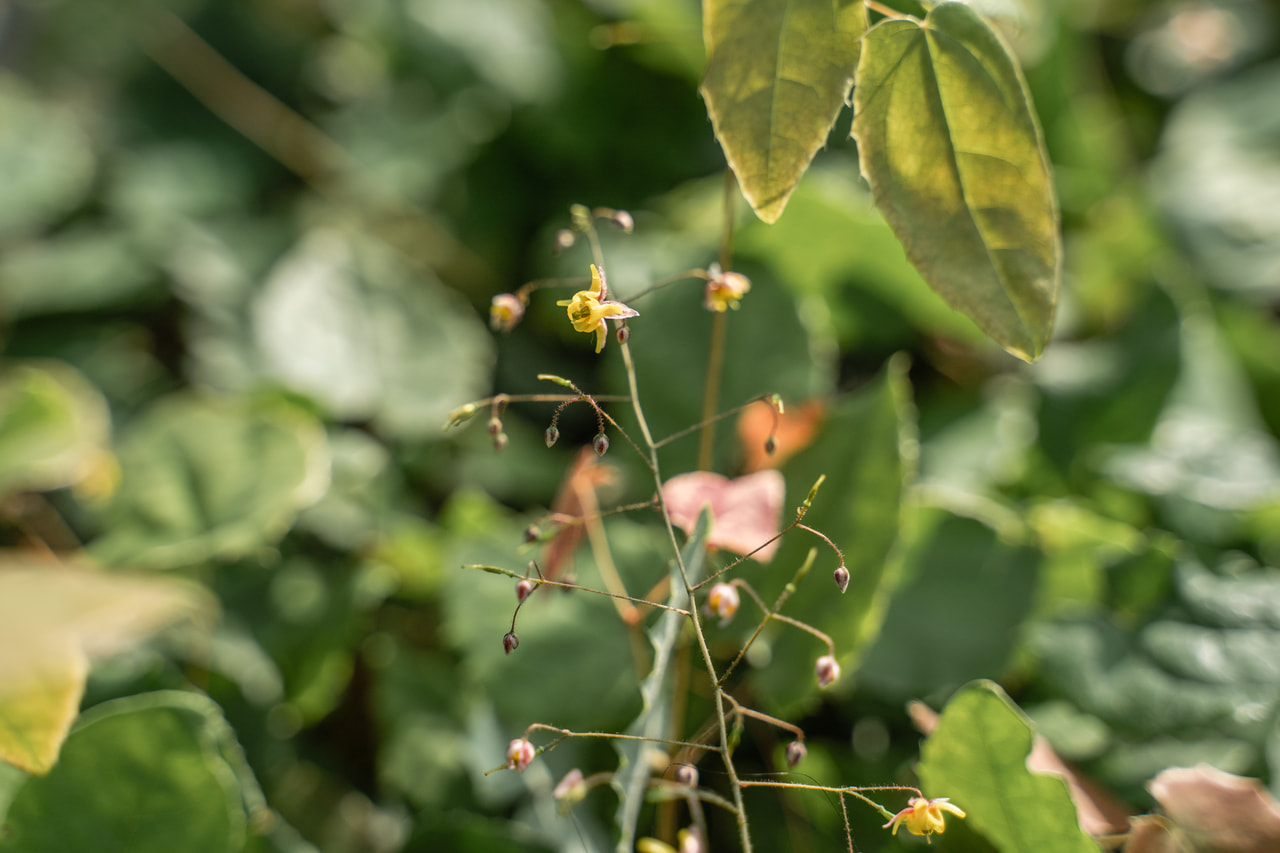 Epimedium Lilac Bicolor, Loukykvět