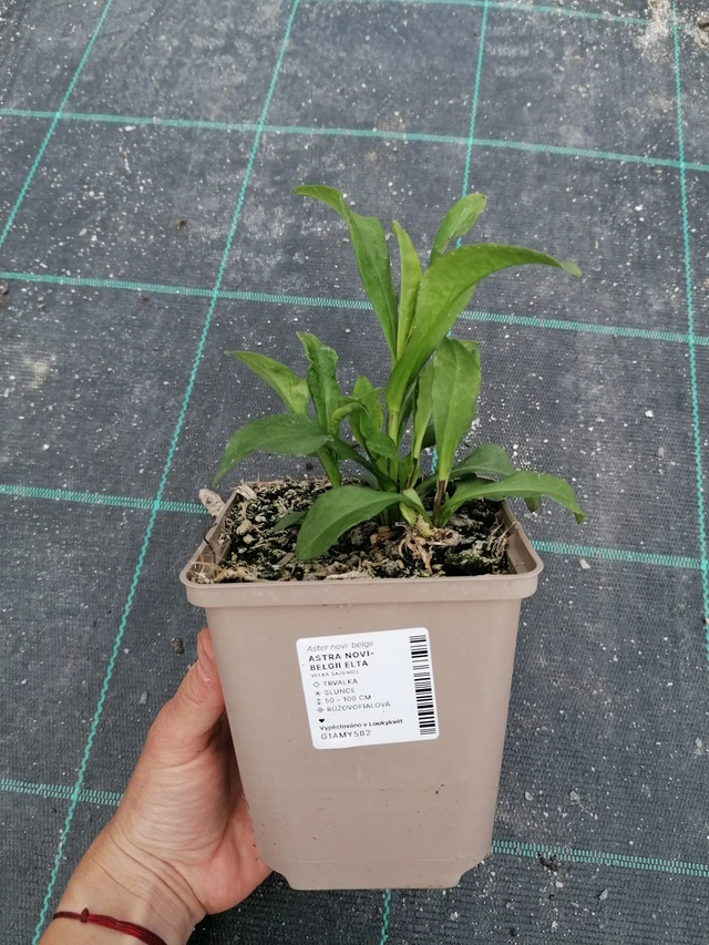 Syysasteri Elta - 2024