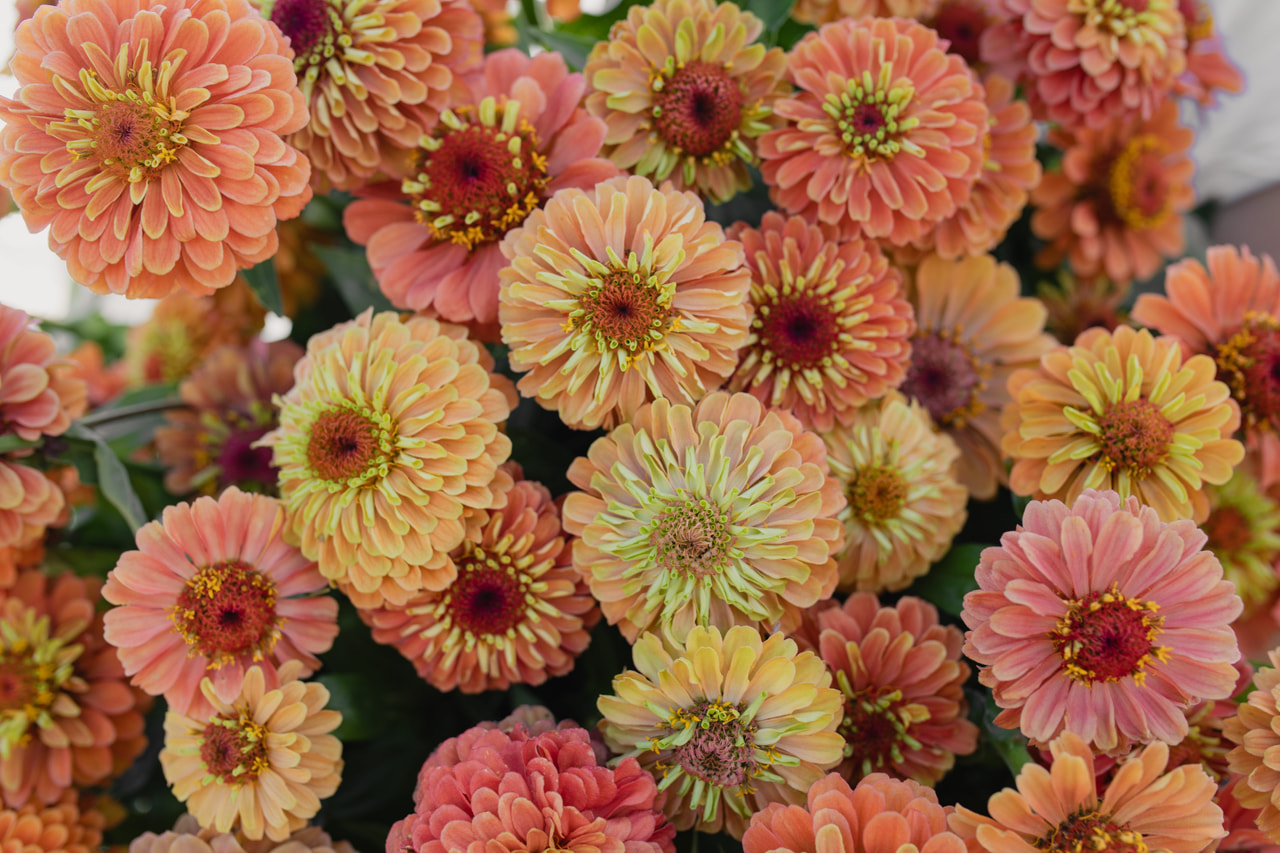 Tsinnia Queen Lime Orange, Loukykvět