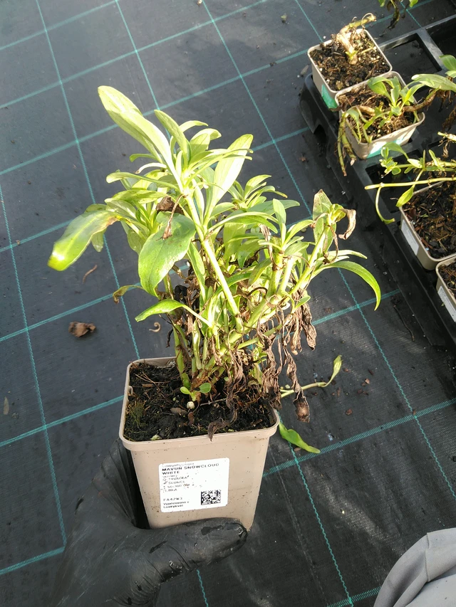 Komeapunikki Snowcloud White - 31. 10. 2025