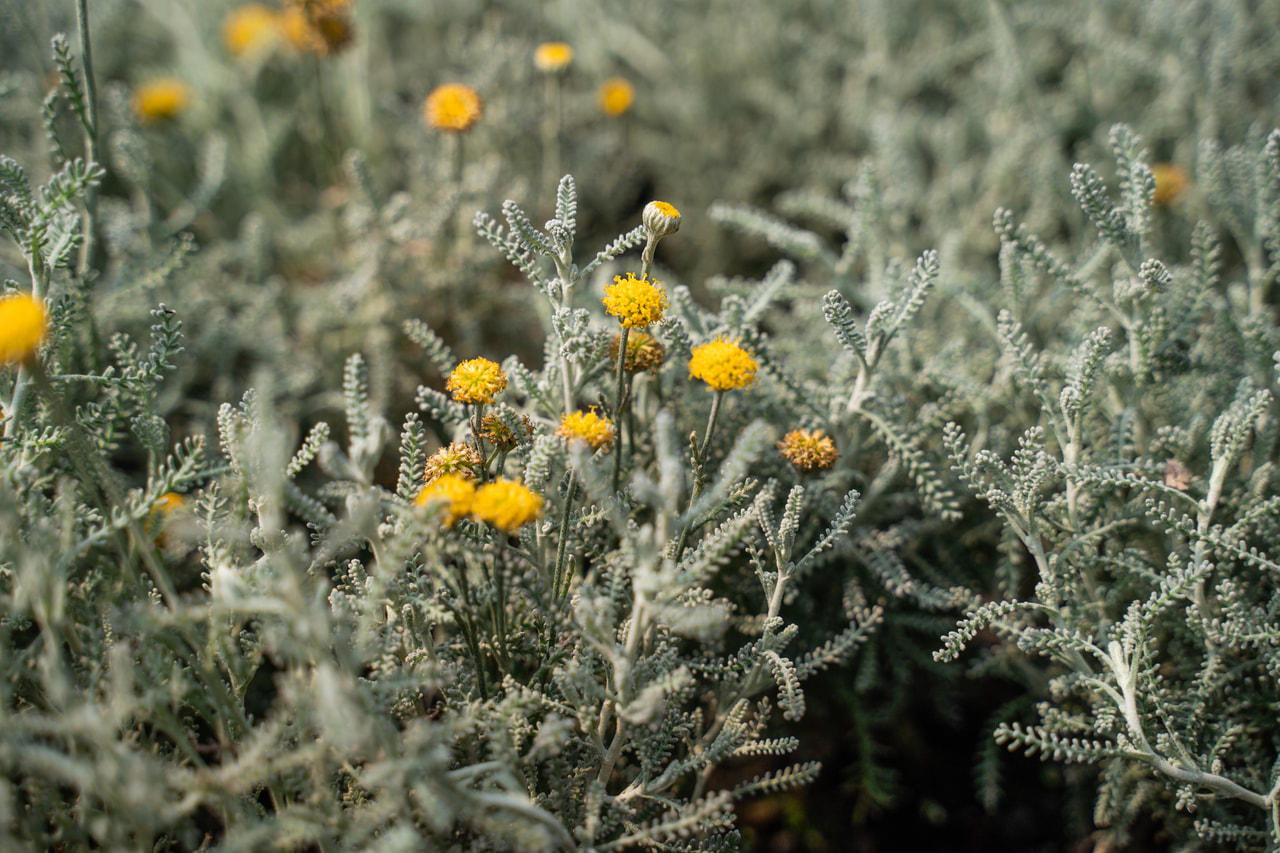 Hopeasantoliina, Loukykvět