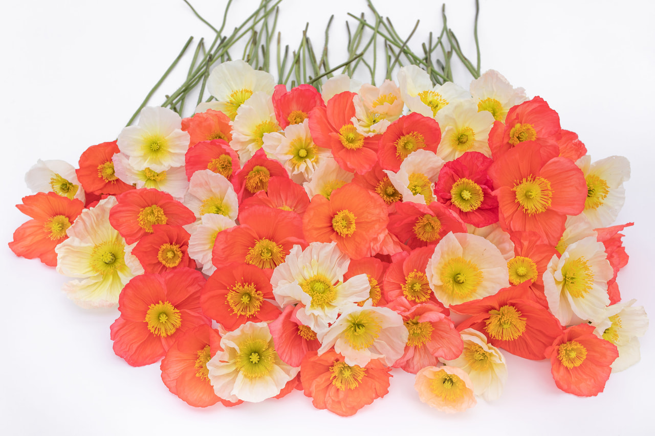 Amapola Champagne Bubbles Delicate Mix, Loukykvět