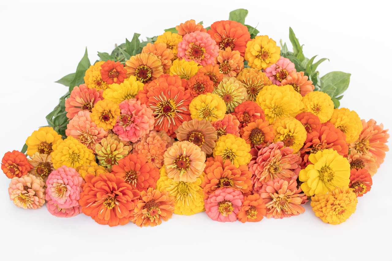 Zinnia Summer Shades Mix, Loukykvět