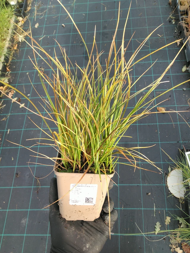 Luhtavilla - 31. 10. 2025