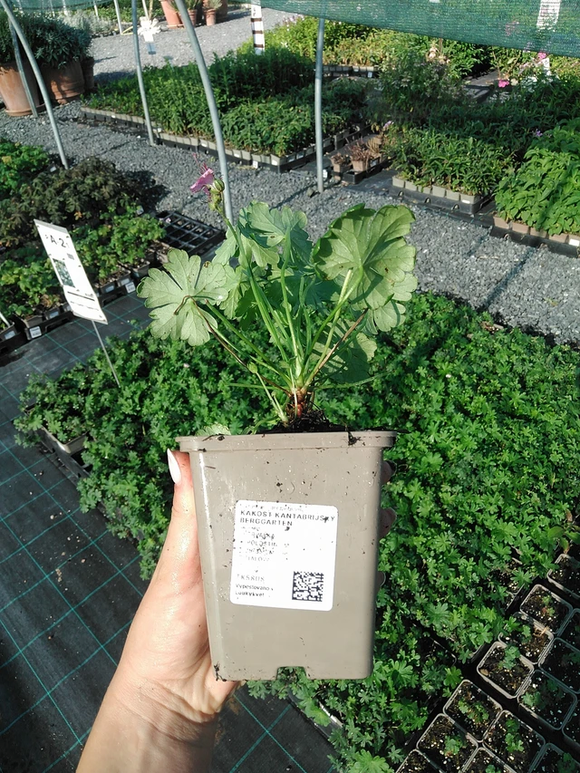 Kembridžas gandrene Berggarten - 13. 7. 2026