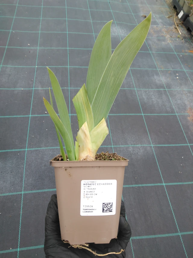 Kurjenmiekka Echassier - 1. 4. 2026