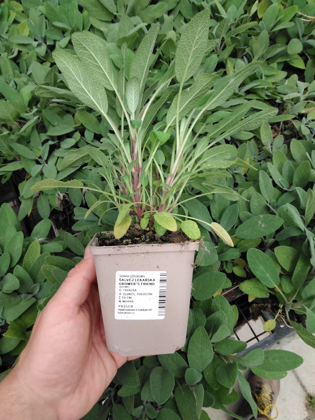 Šalvěj lékařská Grower's Friend - 2024