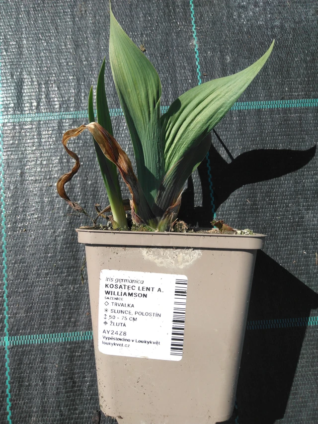 Kurjenmiekka Lent A. Williamson - 3. 4. 2025