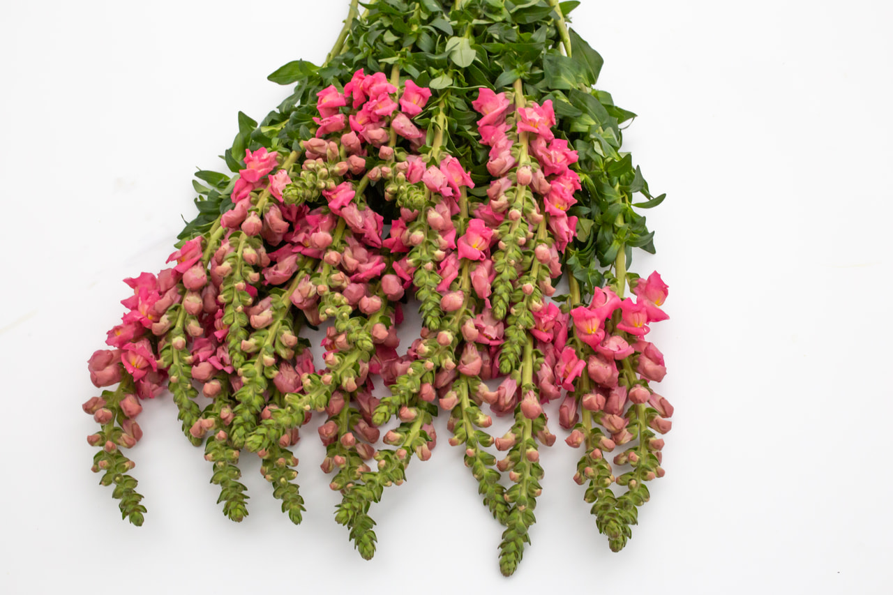 Leijonankita Potomac Dark Pink, Loukykvět