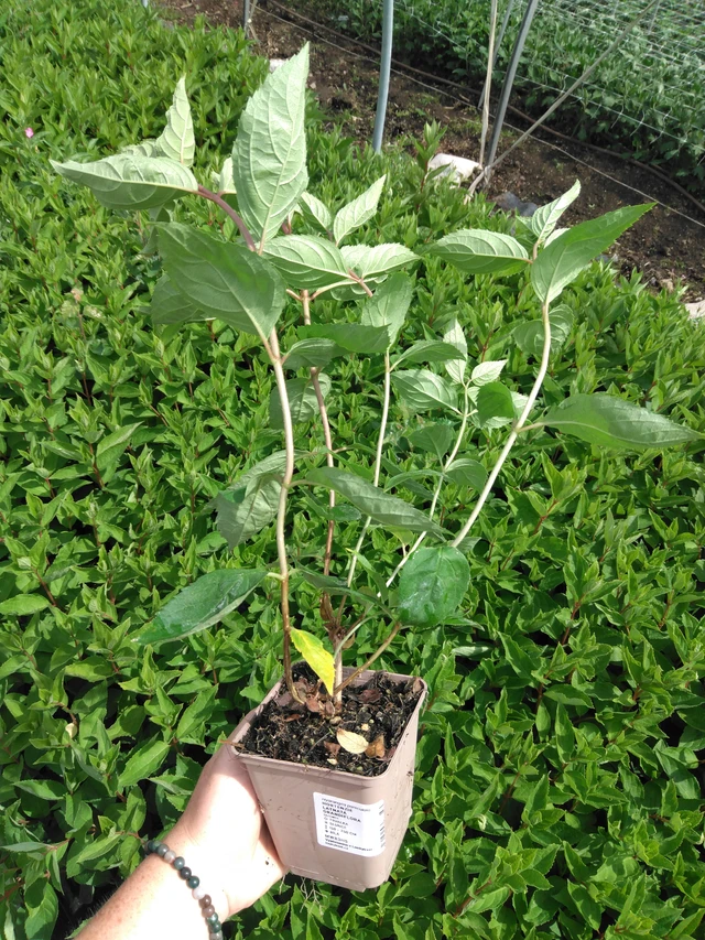 Syyshortensia Grandiflora - 2024