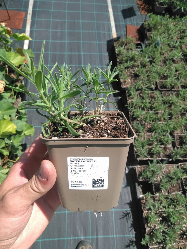 Morsiusharso - 24. 6. 2025