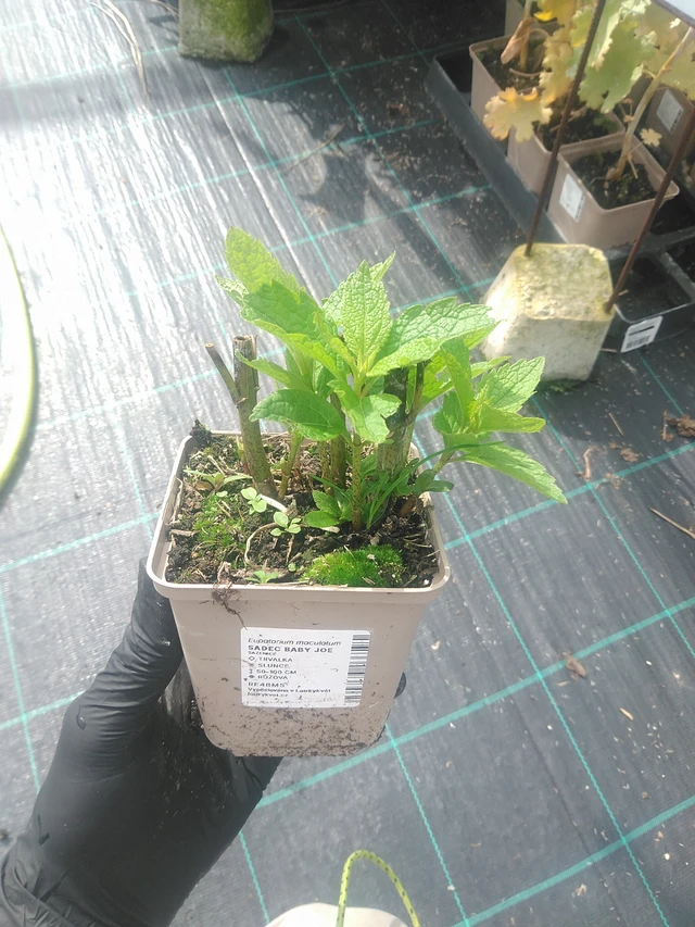 Punalatva Baby Joe - 10. 9. 2025