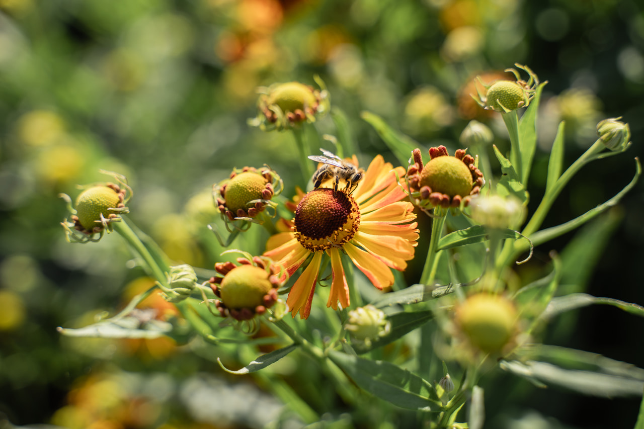 Hohdekukka Helena Red Shades, Loukykvět