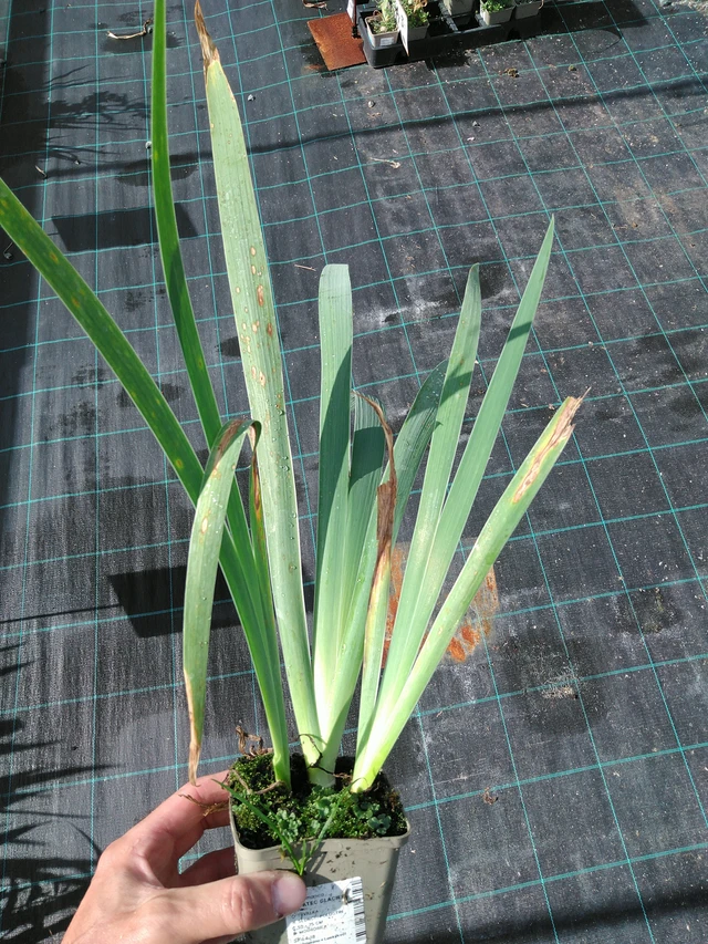 Kurjenmiekka Glacier - 24. 6. 2025