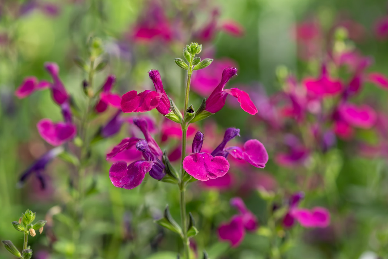 Šalvěj Viola's Darling, Loukykvět