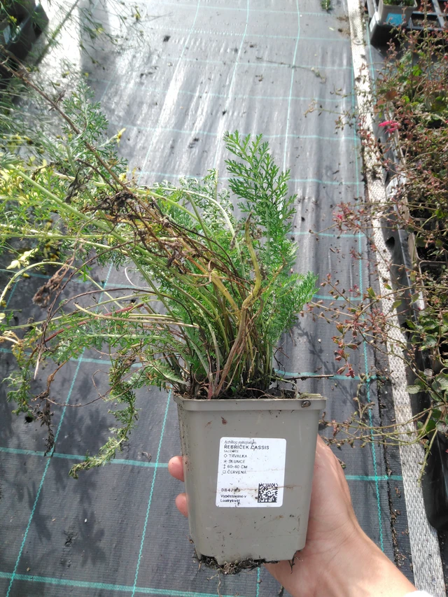 Siankärsämö Cassis - 11. 9. 2025