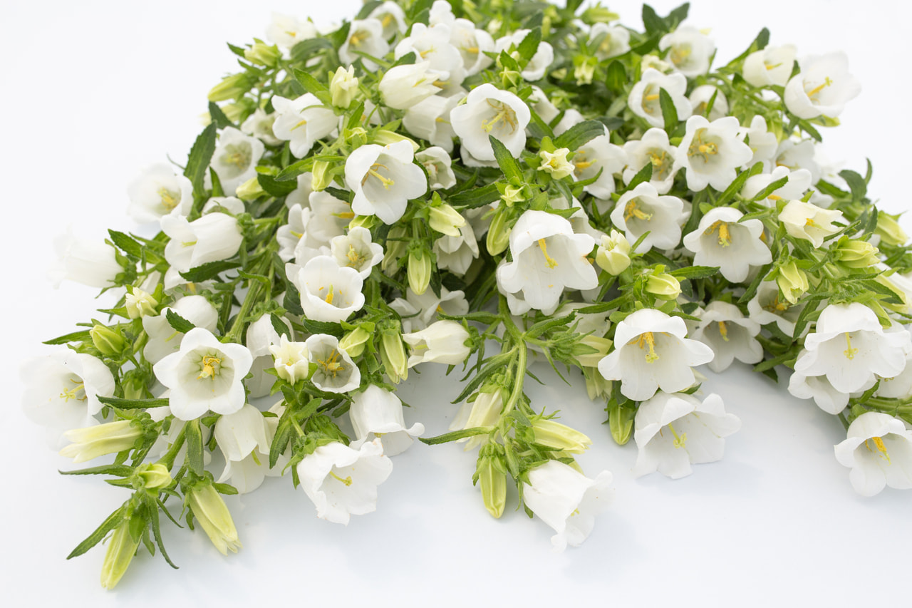 Klokjesbloem Champion White, Loukykvět