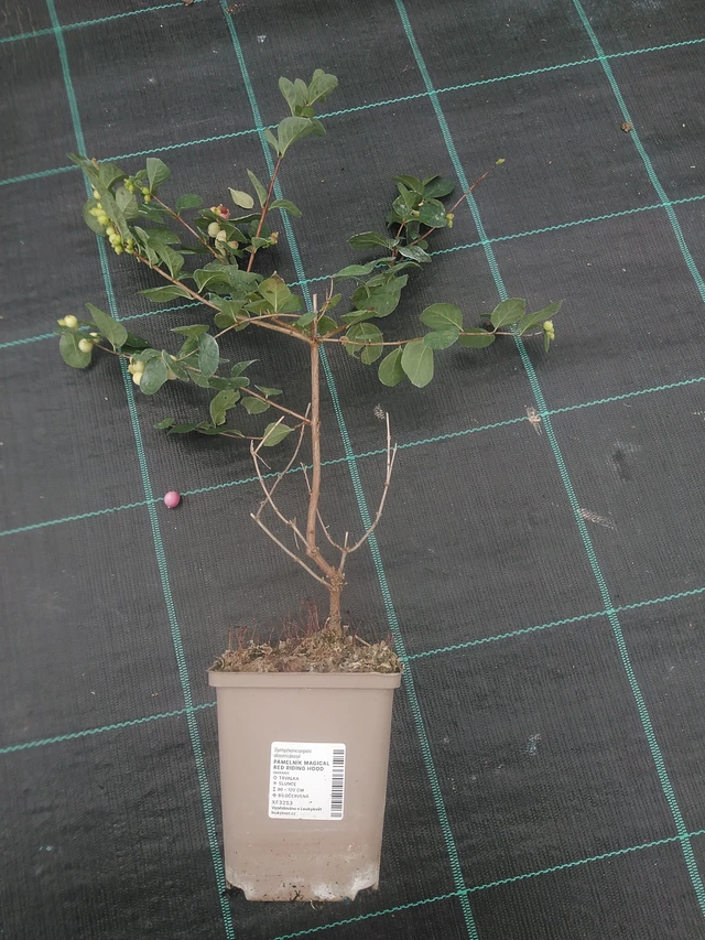 Symphoricarpos Magical Red Riding Hood - 10. 10. 2025
