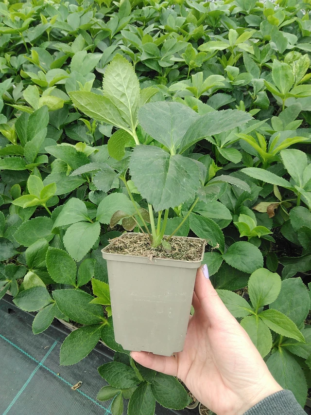 Jouluruusu Pretty Ellen Pink - 9. 6. 2025