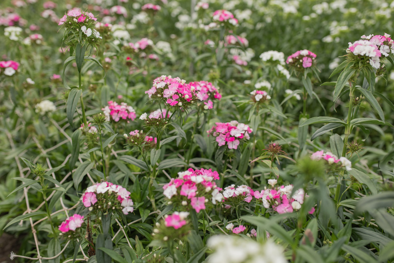 Clavel del poeta Barbienne Appleblossom, Loukykvět