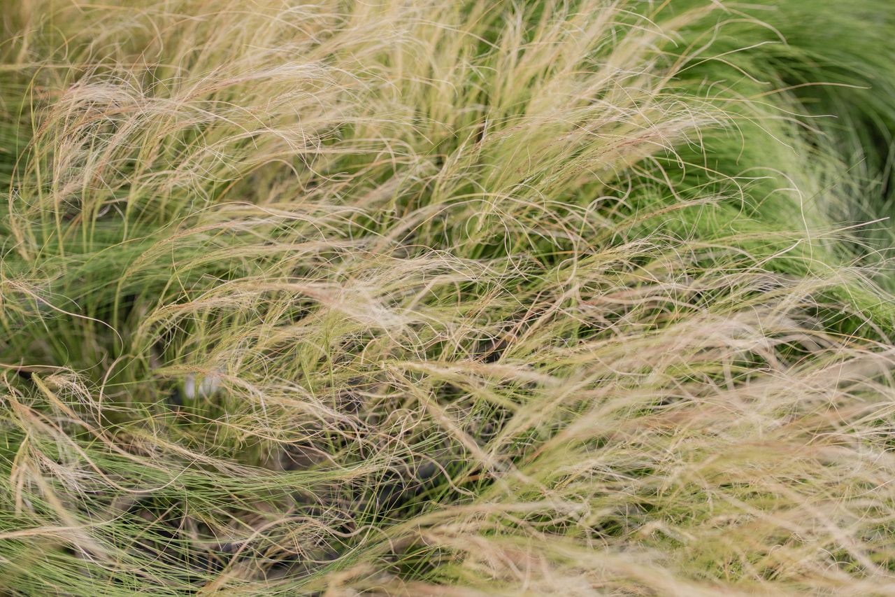 Höyhenheinä Pony Tails, Loukykvět