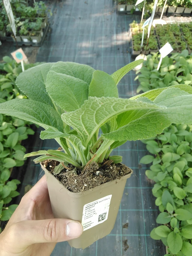 Foxglove Sutton’s Apricot - 1. 7. 2025