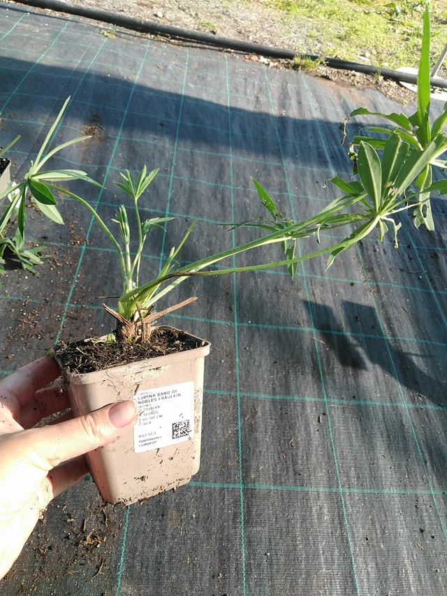 Lupiini Band of Nobles Fräulein - 19. 8. 2025