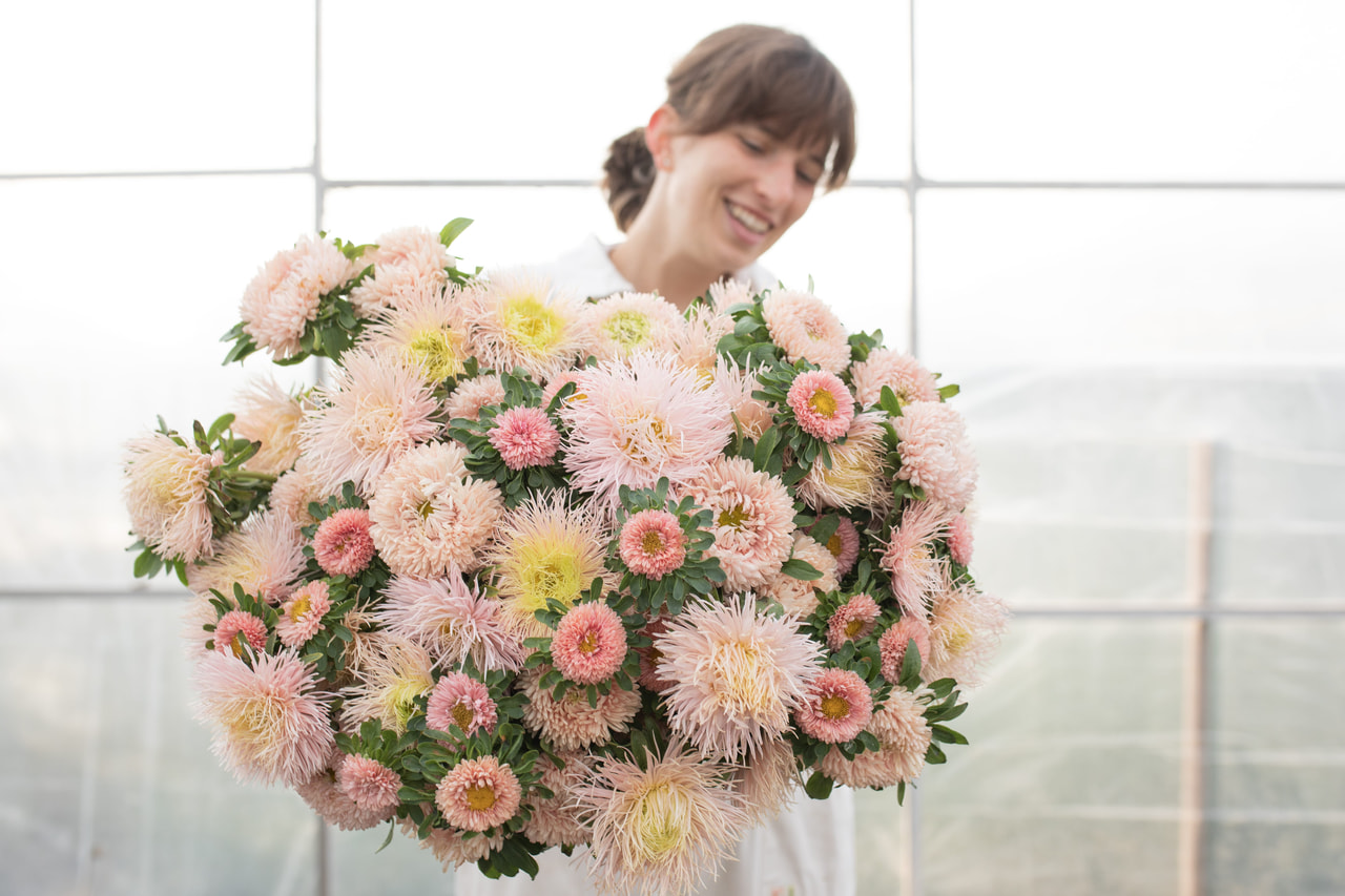 Kiinanasteri Light Apricot Peach Mix, Loukykvět