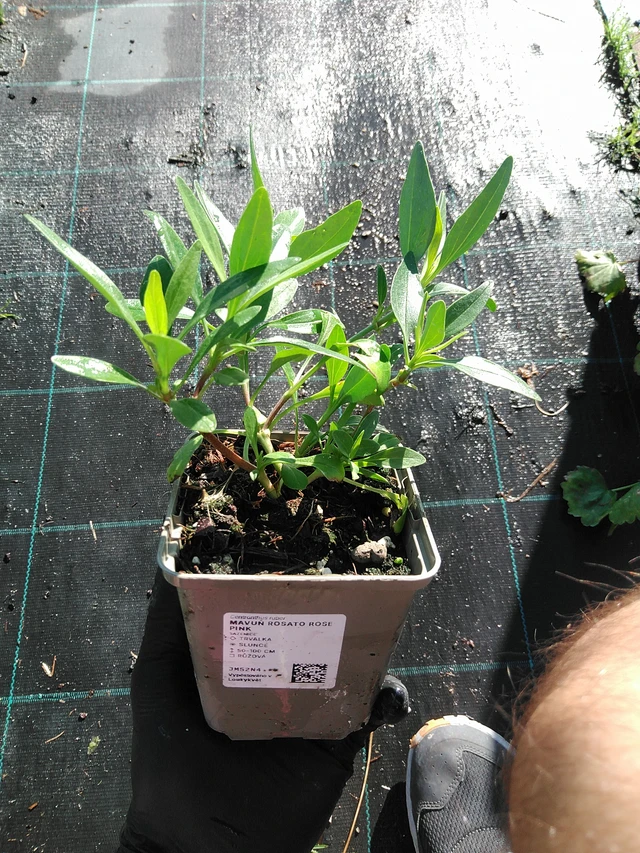 Komeapunikki Rosato Rose Pink - 19. 8. 2025