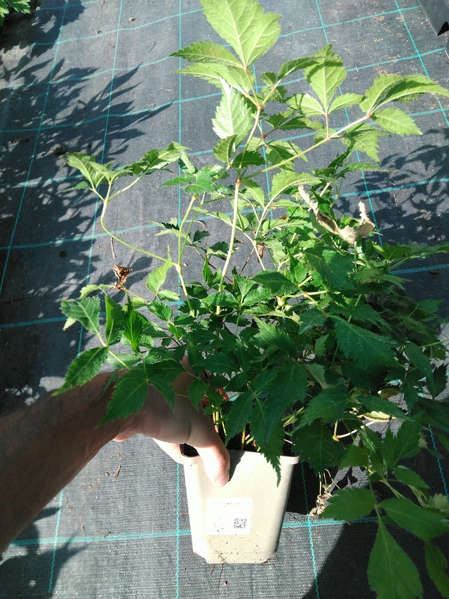 Jaloangervo Washington - 19. 8. 2025