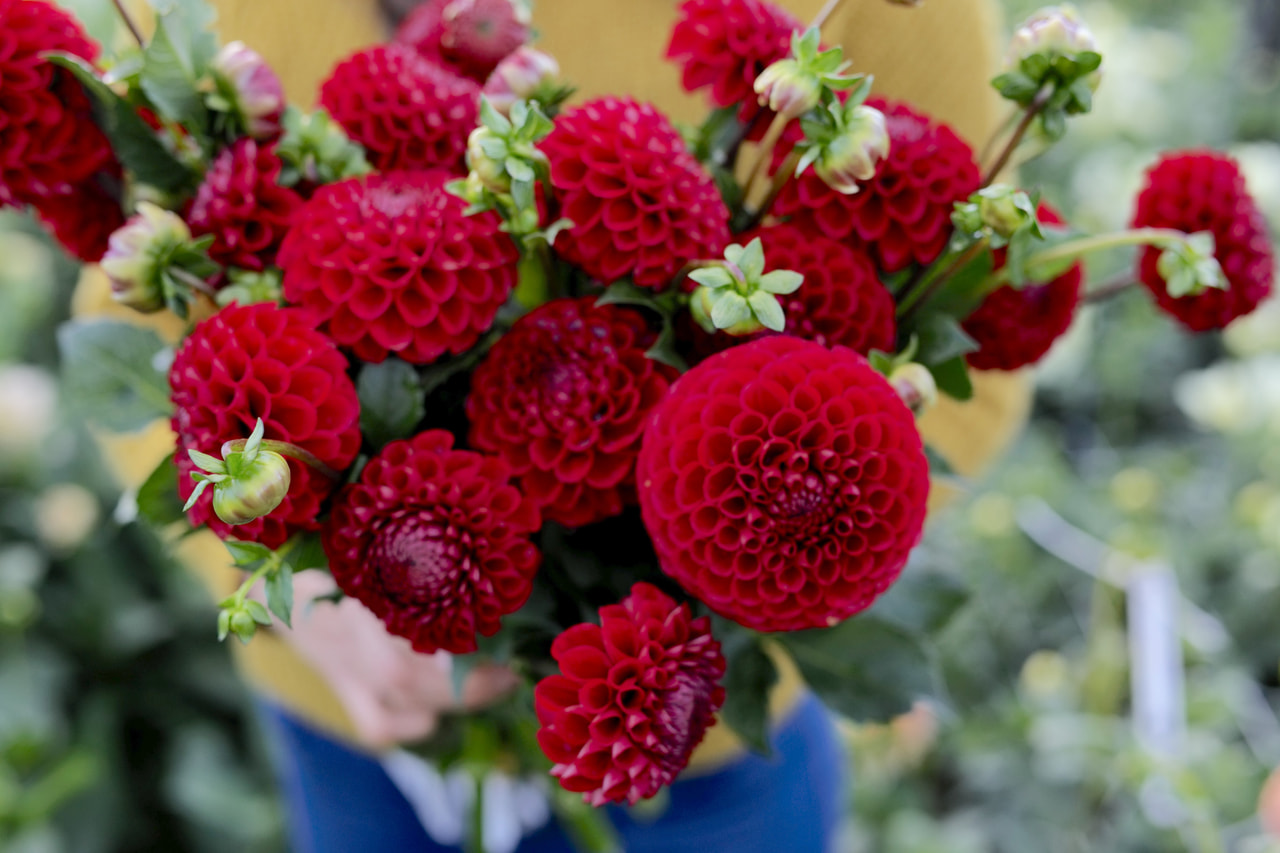 Daalia Cornel, Loukykvět