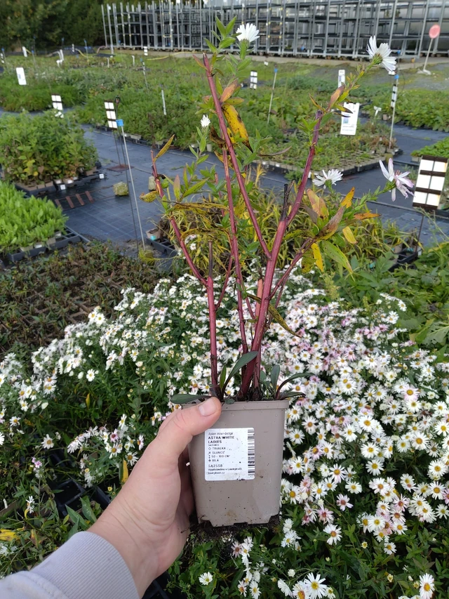 Syysasteri White Ladies - 9. 10. 2025