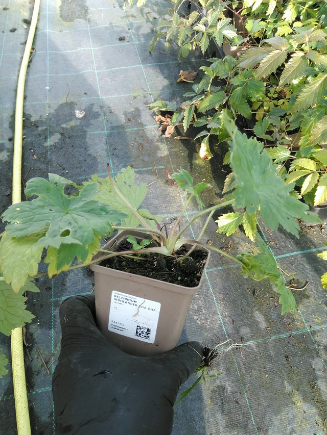 Espuela de caballero Highlander Cha Cha - 31. 10. 2025