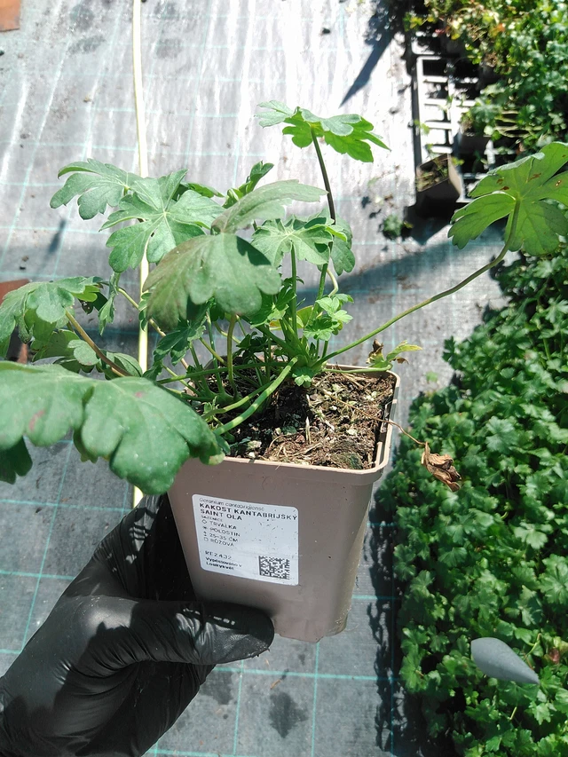 Geranio Saint Ola - 19. 8. 2025