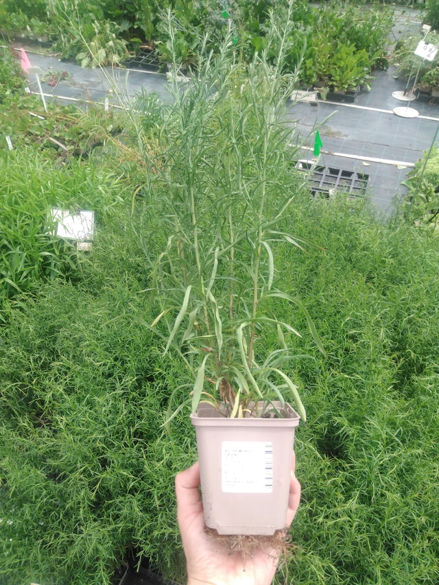 Kanerva-asteri Monte Cassino - 2024