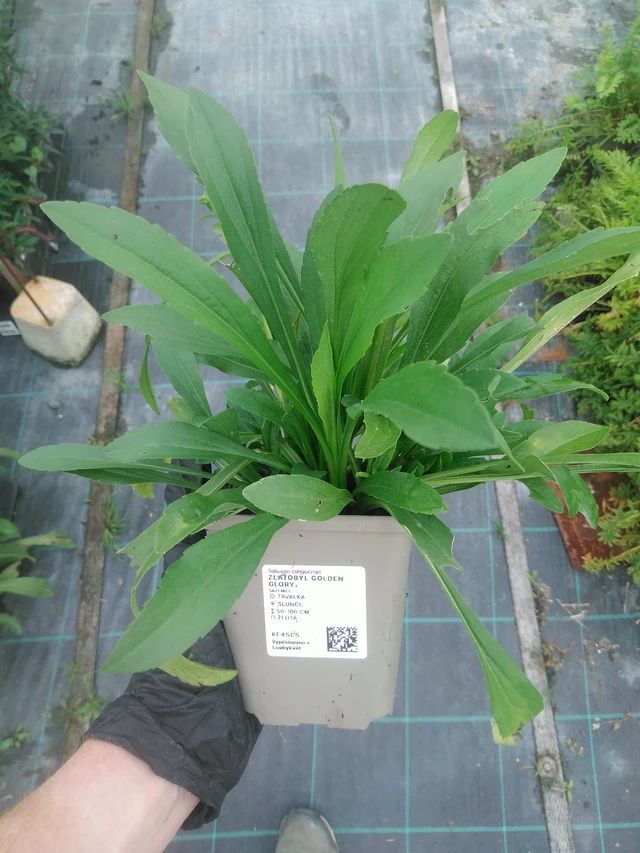 Piisku Golden Glory - 10. 9. 2025