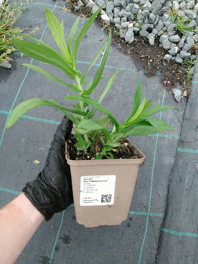 Syysasteri Septemberrubin - 10. 9. 2025