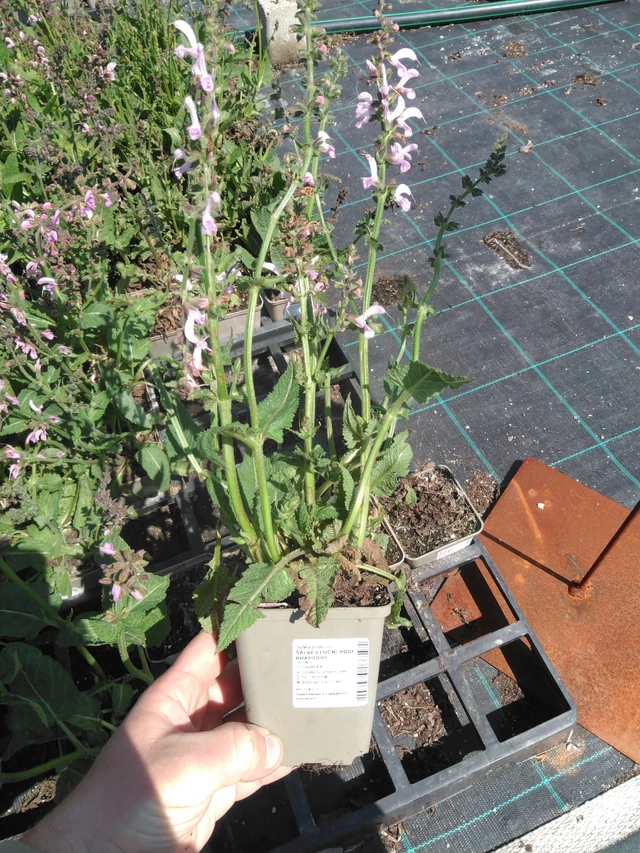 Salvia pratensis Rose Rhapsody - 13. 5. 2025