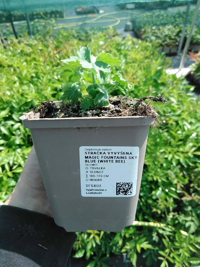 Espuela de caballero Magic Fountains Sky Blue (White Bee) - 13. 5. 2025