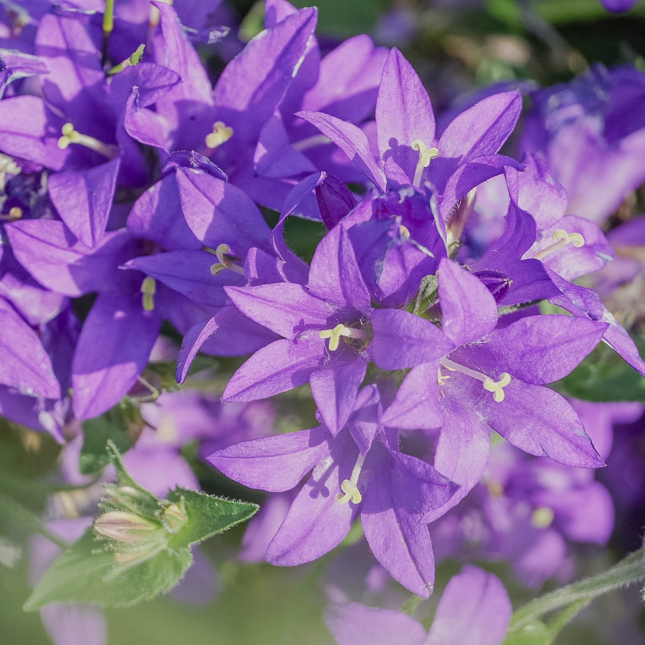 Peurankello Joan Elliott, Loukykvět